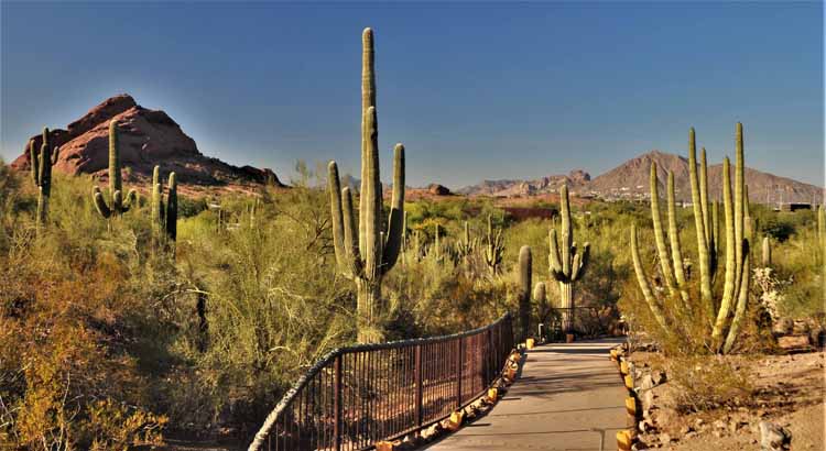 cactus landscape